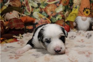 Santo - Australian Shepherd for sale