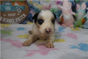 Scout - Australian Shepherd for sale