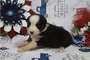 Johnny - puppy for sale