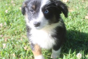 Fanny - Australian Shepherd for sale