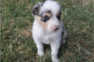 Elvira - Australian Shepherd for sale