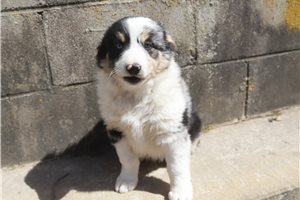 Ryan - Australian Shepherd for sale