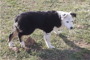 Diana - Australian Shepherd for sale