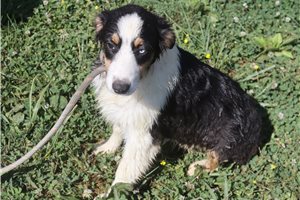 Patricia - Australian Shepherd for sale