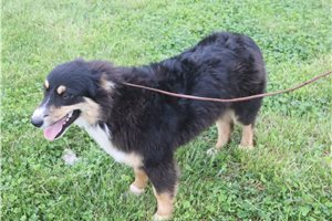 Baroness - Australian Shepherd for sale
