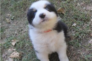 Colton - Australian Shepherd for sale