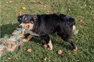 Lucas - Australian Shepherd for sale