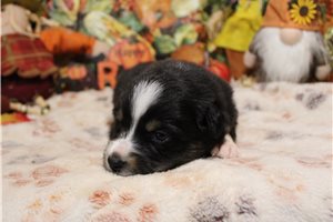 Sansa - Australian Shepherd for sale