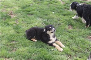 Kennedy - Australian Shepherd for sale