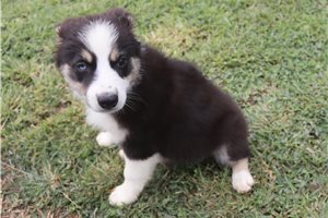 Jacqueline - Australian Shepherd for sale