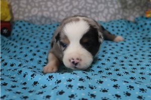 Ashe - Australian Shepherd for sale