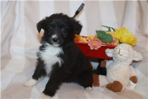 Herman - Australian Shepherd for sale