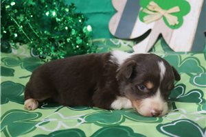 Peaches - puppy for sale