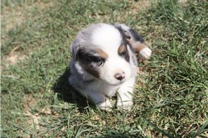 Ashe - Australian Shepherd for sale