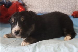 Kennedy - Australian Shepherd for sale
