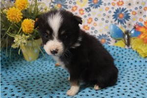 Leonardo - Australian Shepherd for sale