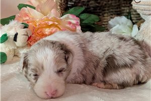 Holden - Australian Shepherd for sale
