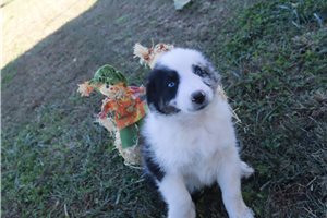 Logan - puppy for sale