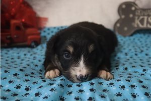 Kennedy - Australian Shepherd for sale