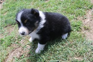 Kole - Australian Shepherd for sale