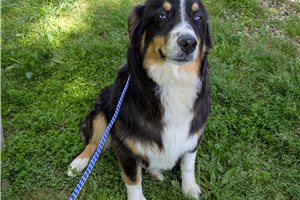 Luiz - puppy for sale