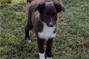 Herman - Australian Shepherd for sale