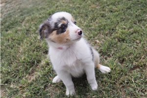 Elvira - Australian Shepherd for sale