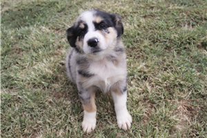 Astro - Australian Shepherd for sale