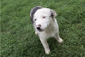 McCoy - Australian Shepherd for sale