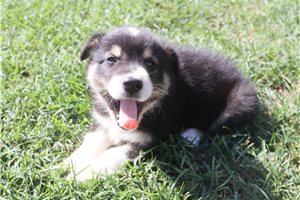 Edmund - Australian Shepherd for sale