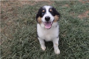 Myron - Australian Shepherd for sale