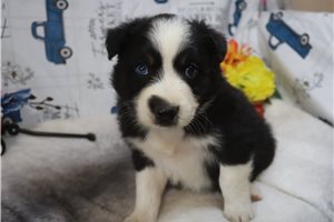 Smokey - Australian Shepherd for sale