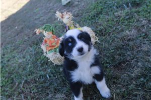 Linda - puppy for sale