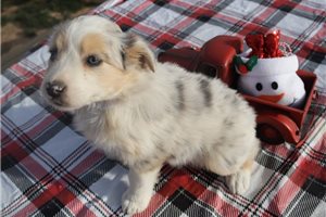 Helga - puppy for sale