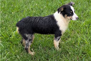 Ryan - Australian Shepherd for sale