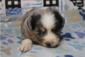 Atticus - Australian Shepherd for sale