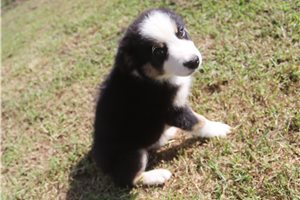 Johnny - Australian Shepherd for sale