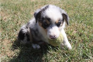 Elvira - Australian Shepherd for sale