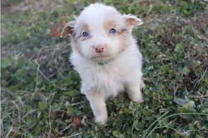 Tinsley - puppy for sale