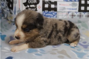 Anita - Australian Shepherd for sale