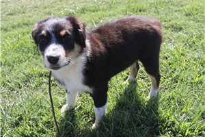Kole - Australian Shepherd for sale