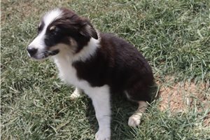 Josie - Australian Shepherd for sale