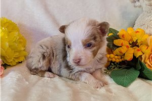 Higgins - Australian Shepherd for sale