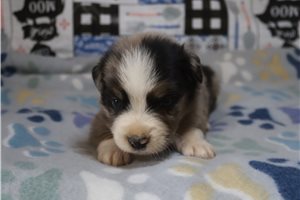 Astro - Australian Shepherd for sale