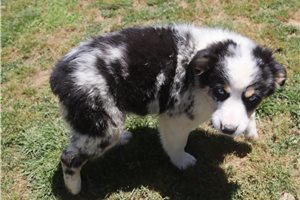 Phineas - Australian Shepherd for sale
