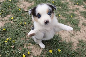 Angel - Australian Shepherd for sale