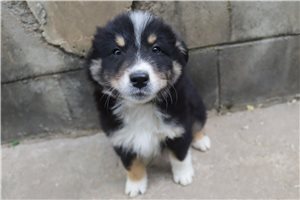 Lucas - Australian Shepherd for sale