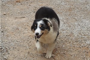 Ryan - Australian Shepherd for sale