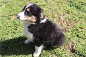 Phillip - Australian Shepherd for sale
