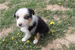 Scout - Australian Shepherd for sale